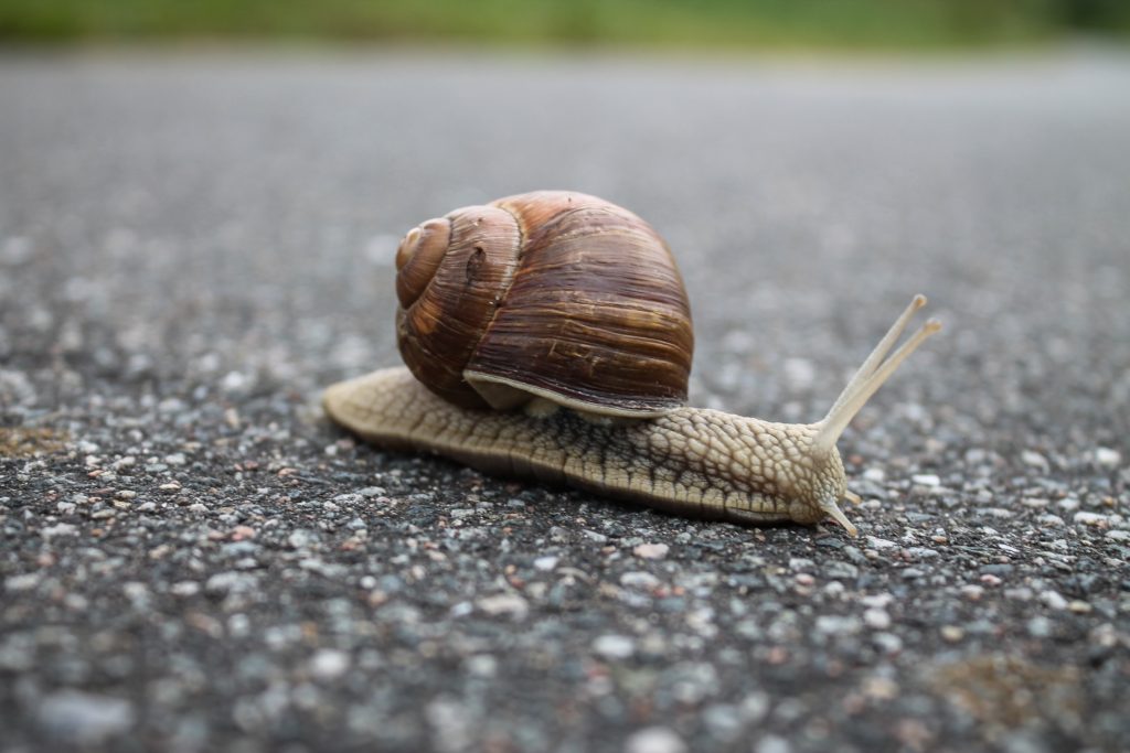 slow snail frame rates
